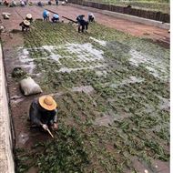 200*150人工生态河床  生态植草毯