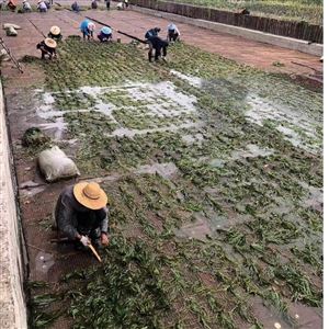 人工生态河床  生态植草毯