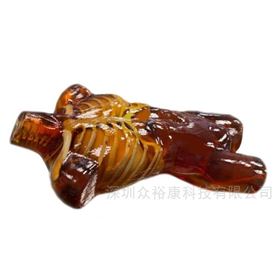 US-A02成人躯干模体