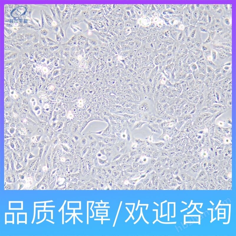 NCI-H1048 cell specific culture medium