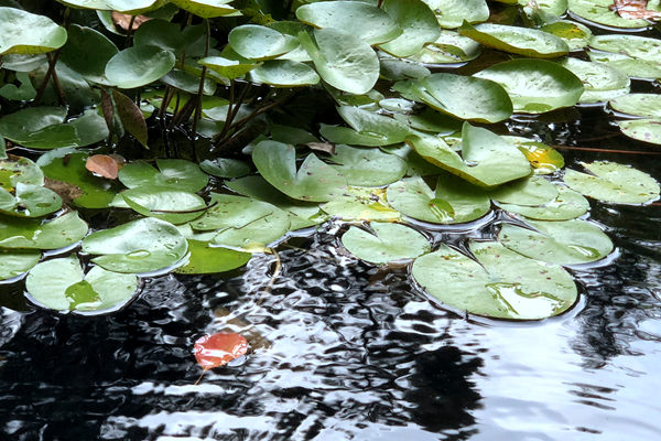 2025污水特许经营“分手潮”：千亿投资如何补偿成焦点