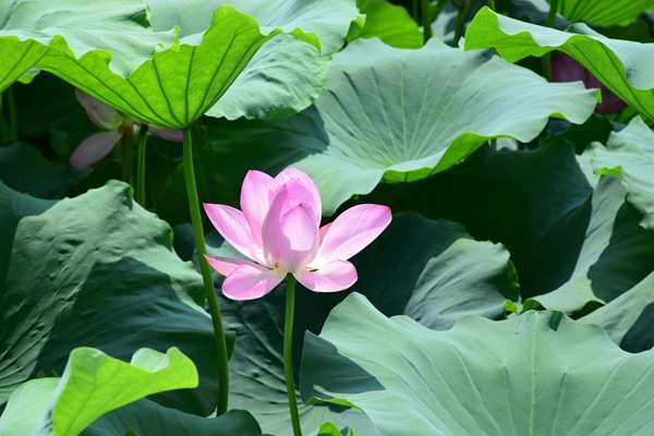 “碳標(biāo)簽”已經(jīng)成為農(nóng)產(chǎn)品“出?！钡耐ㄓ妹艽a