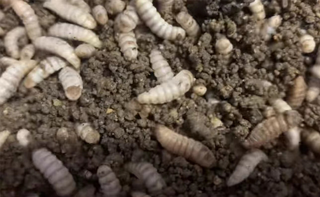 黑水虻养殖.jpg 黑水虻养殖.jpg