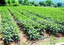 河南鶴壁?？h大田滴灌管 滴水軟管的安裝方法